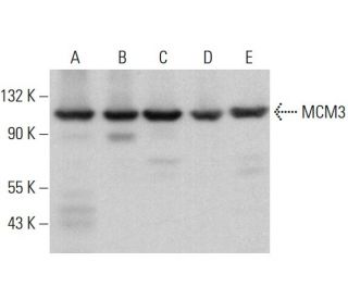 MCM3 Antibody (E-7) - Western Blotting - Image 381861 