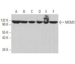 MCM3 Antibody (E-8) - Western Blotting - Image 374386 