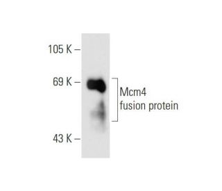 Mcm4 Antibody (C-12) - Western Blotting - Image 63276 
