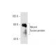 Mcm4 Antibody (C-12) - Western Blotting - Image 63276 