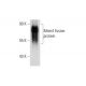 Mcm4 Antibody (C-12) - Western Blotting - Image 72911
