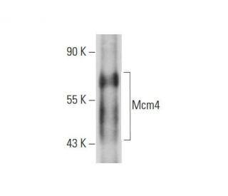 Mcm4 Antibody (D-7) - Western Blotting - Image 72914