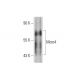 Mcm4 Antibody (D-7) - Western Blotting - Image 72914