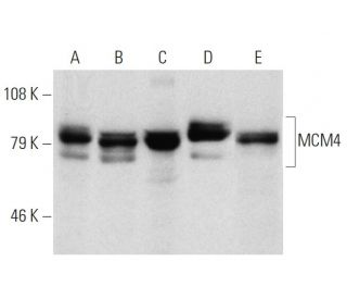 MCM4 Antibody (G-7) - Western Blotting - Image 7364 
