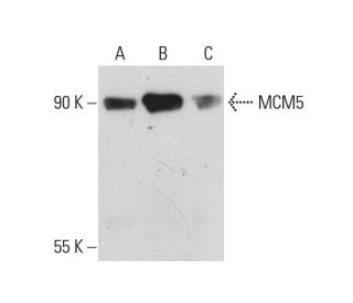 MCM5 Antibody (C-10) - Western Blotting - Image 130976 