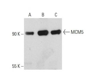 MCM5 Antibody (E-10) - Western Blotting - Image 130977 