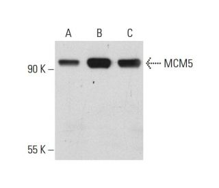 MCM5 Antibody (G-1) - Western Blotting - Image 130978 