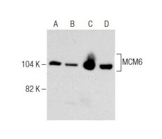 MCM6 Antibody (1) - Western Blotting - Image 284460