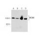 MCM6 Antibody (1) - Western Blotting - Image 284460