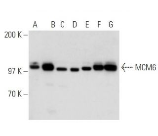 MCM6 Antibody (B-4) - Western Blotting - Image 15080 