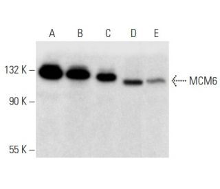 MCM6 Antibody (D-12) - Western Blotting - Image 357351 