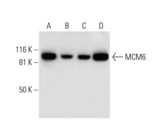 MCM6 Antibody (G-8) - Western Blotting - Image 295886 