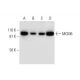 MCM6 Antibody (G-8) - Western Blotting - Image 295886 