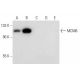 MCM6 Antibody (G-8) - Western Blotting - Image 296943