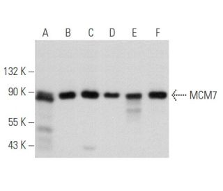 MCM7 Antibody (0.N.194) - Western Blotting - Image 356616 