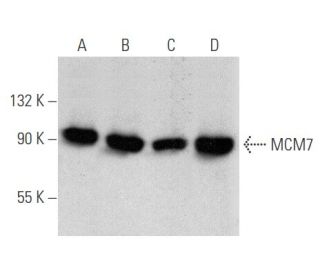 MCM7 Antibody (141.2) - Western Blotting - Image 356618 