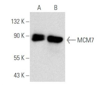 MCM7 Antibody (DCS-141) - Western Blotting - Image 356613 