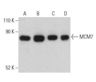 MCM7 Antibody (G-7) - Western Blotting - Image 399150 