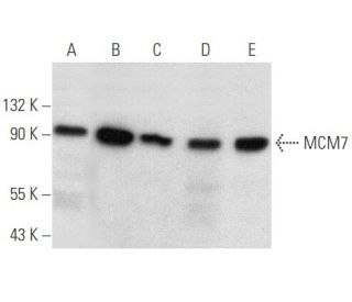 MCM7 Antibody (H-5) - Western Blotting - Image 356611 