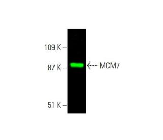 MCM7 Antibody (141.2) - Western Blotting - Image 381517