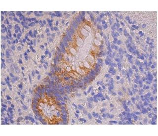 MCP-1-4/eotaxin Antibody (B-2) - Immunohistochemistry - Image 357536 