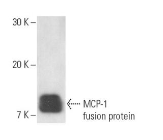 MCP-1 Antibody (1A7B8) - Western Blotting - Image 11368 