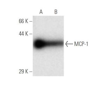 MCP-1 Antibody (5) - Western Blotting - Image 136764