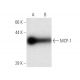 MCP-1 Antibody (5) - Western Blotting - Image 136764