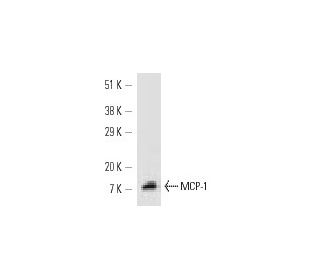 MCP-1 Antibody (5D3-F7) - Western Blotting - Image 10417