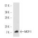 MCP-1 Antibody (5D3-F7) - Western Blotting - Image 10417
