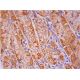 MCP-1 Antibody (5J) - Immunohistochemistry - Image 293331