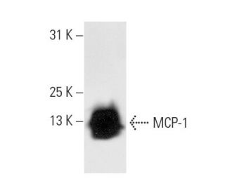 MCP-1 Antibody (5J) - Western Blotting - Image 10476 