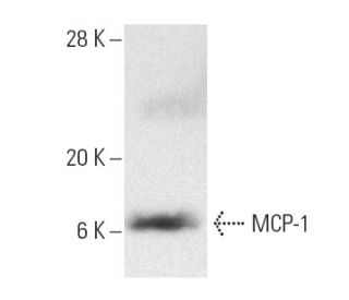 MCP-1 Antibody (D9) - Western Blotting - Image 9887