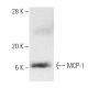 MCP-1 Antibody (D9) - Western Blotting - Image 9887