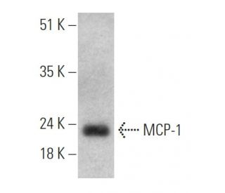MCP-1 Antibody (ECE.2) - Western Blotting - Image 368012