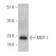 MCP-1 Antibody (ECE.2) - Western Blotting - Image 368012