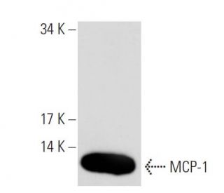 MCP-1 Antibody (S8) - Western Blotting - Image 54631