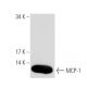 MCP-1 Antibody (S8) - Western Blotting - Image 54631