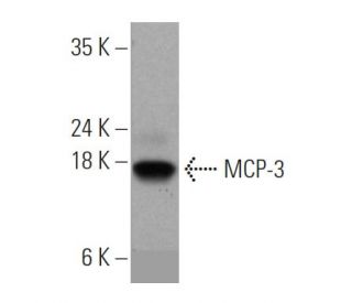 MCP-3 Antibody (G-2) - Western Blotting - Image 371037