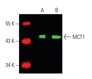 MCT1 Antibody (H-1) - Western Blotting - Image 396254