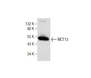 MCT13 Antibody (D-12) - Western Blotting - Image 281800 