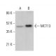 MCT13 Antibody (D-12) - Western Blotting - Image 376923