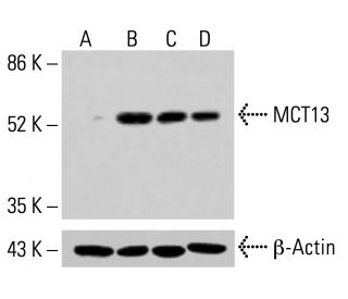 MCT13 Antibody (D-12) - Western Blotting - Image 414911 