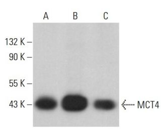MCT4 Antibody (F-10) - Western Blotting - Image 376206