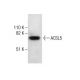 ACSL5 Antibody (A-2) - Western Blotting - Image 286001