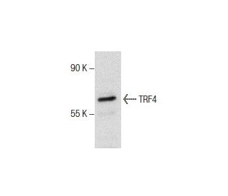 TRF4 (P-17): sc-107307. Western blot analysis of TRF4 expression in MDA-MB-468 whole cell lysate. 