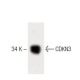 CDKN3 Antibody (39) - Western Blotting - Image 60182 