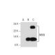 MDGI Antibody (66E2) - Western Blotting - Image 39841 
