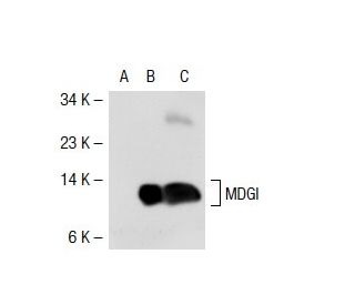 MDGI Antibody (6B6) - Western Blotting - Image 39839