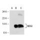 MDGI Antibody (6B6) - Western Blotting - Image 39839